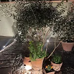 Notes Of - Stylish In An Authentic Area بيت ضيافة فلورنس